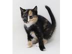 Waffles Is Simply Wonderful -, Calico For Adoption In South Salem, New York