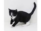 Pancakes, Domestic Shorthair For Adoption In South Salem, New York