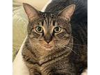 Bee, Domestic Shorthair For Adoption In Richardson, Texas