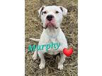 Murphy, Terrier (unknown Type, Medium) For Adoption In Howell, Michigan