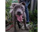 Cobalt, American Staffordshire Terrier For Adoption In Sylmar, California