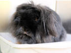 Einstein, Lop, English For Adoption In Ann Arbor, Michigan