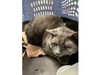 Applejack, Domestic Shorthair For Adoption In Ann Arbor, Michigan