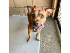 Uncle Buck, Terrier (unknown Type, Small) For Adoption In Carrollton, Texas