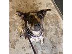 Pepper Pots, American Staffordshire Terrier For Adoption In San Gabriel