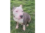 Reagan, American Staffordshire Terrier For Adoption In Kettering, Ohio