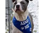 Galley, American Pit Bull Terrier For Adoption In Georgetown, Kentucky