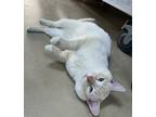 Peter, Siamese For Adoption In North Wilkesboro, North Carolina