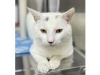 Cloud, Domestic Shorthair For Adoption In North Wilkesboro, North Carolina