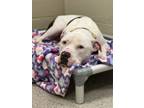 Krueger, American Pit Bull Terrier For Adoption In Fishers, Indiana