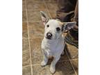Potato Chip, Jack Russell Terrier For Adoption In Peoria, Illinois