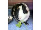 Kane, Guinea Pig For Adoption In Washington, District Of Columbia