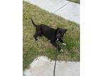 Binx, Labrador Retriever For Adoption In The Woodlands, Texas