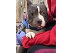 Gus, American Staffordshire Terrier For Adoption In Washington