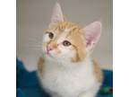 Charlie, Domestic Shorthair For Adoption In Verona, Wisconsin