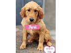 April, Golden Retriever For Adoption In West Hollywood, California