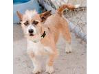 Oscar, Terrier (unknown Type, Medium) For Adoption In Fort Myers, Florida