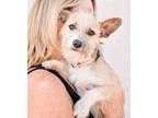 Felix, Terrier (unknown Type, Small) For Adoption In Fort Myers, Florida