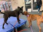 Koda, American Pit Bull Terrier For Adoption In New York, New York