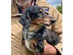 Precious, Dachshund For Adoption In Creston, California