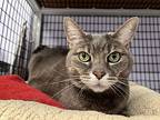 Peanut, Domestic Shorthair For Adoption In Vancouver, Washington