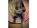 Mercury, Russian Blue For Adoption In Mountain View, California