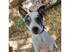 Jack, Jack Russell Terrier For Adoption In Boerne, Texas