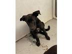 Izzi, Labrador Retriever For Adoption In Bartlesville, Oklahoma