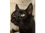 Ty - Center, Domestic Shorthair For Adoption In Oakland Park, Florida
