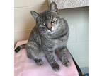 Lois, Domestic Shorthair For Adoption In Columbia, Illinois