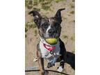 Mercy, American Pit Bull Terrier For Adoption In Oceanside, California