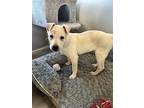 Ken, Terrier (unknown Type, Medium) For Adoption In Greenville, South Carolina