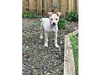 Alan, Terrier (unknown Type, Medium) For Adoption In Greenville, South Carolina