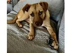 Eiffel, Terrier (unknown Type, Medium) For Adoption In Greenville