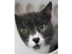 Marley, Domestic Shorthair For Adoption In Walla Walla, Washington