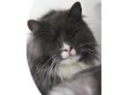 Jay Jay, Domestic Longhair For Adoption In Walla Walla, Washington