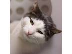 Boboy, Domestic Shorthair For Adoption In Walla Walla, Washington