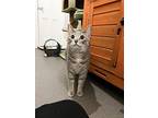 Jeanne, Domestic Shorthair For Adoption In Mount Gilead, Ohio