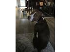Lexi, American Staffordshire Terrier For Adoption In Marquette, Michigan