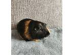 Stuart, Guinea Pig For Adoption In Fairfield, Pennsylvania