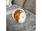 Rufus, Guinea Pig For Adoption In Fairfield, Pennsylvania