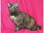 Donna - 26642, Domestic Shorthair For Adoption In Prattville, Alabama
