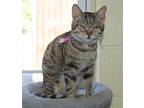 Olyve - 39389, Domestic Shorthair For Adoption In Prattville, Alabama