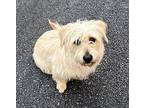 Greta, Wheaten Terrier For Adoption In Hayesville, North Carolina