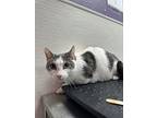 Bucky, Domestic Shorthair For Adoption In Albuquerque, New Mexico