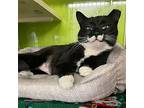 Muffins, Domestic Shorthair For Adoption In Woodland, California