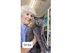 Simba, American Shorthair For Adoption In West Palm Beach, Florida