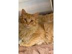 Simpson, Domestic Mediumhair For Adoption In Loudon, Tennessee