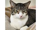 Waltzy, Domestic Shorthair For Adoption In Grand Junction, Colorado