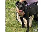 Rocco, Labrador Retriever For Adoption In Washington, District Of Columbia